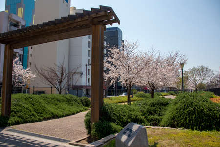 Promenade in the park with cherry blossomsのeditorial素材