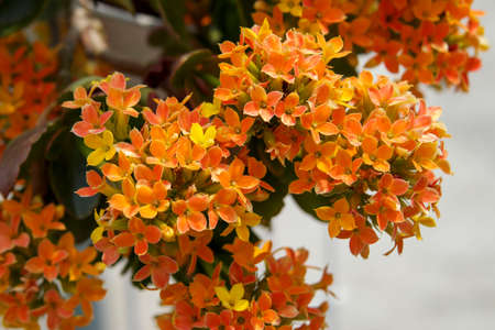 Kalanchoe, a small, cute orange flower.