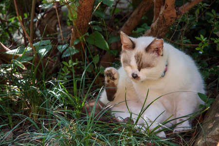 A cat standing in the grassの写真素材