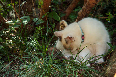 A cat standing in the grassの写真素材