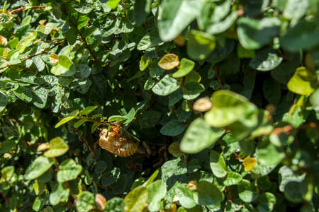 Cicada shells attached to green plants.の写真素材