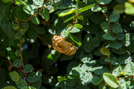 Cicada shells attached to green plants.の写真素材