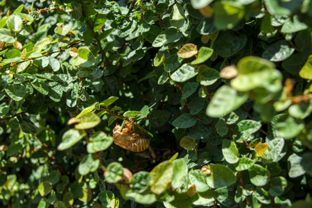 Cicada shells attached to green plants.の写真素材