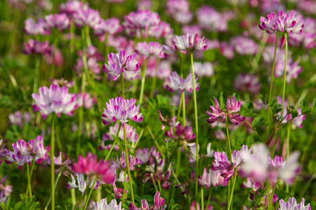 Pink Chinese milk vetch flowers bloom in spring.の写真素材