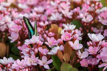Small pink flowers, Rhaphiolepis indica var. umbellata and butterfly.の写真素材