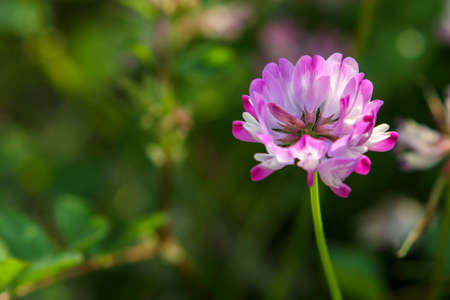 Pink Chinese milk vetch flowers bloom in spring.の写真素材