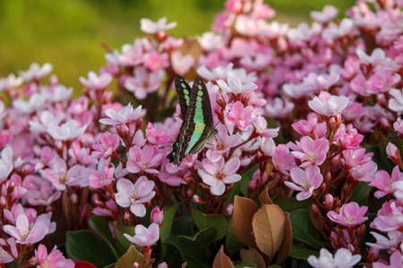 Small pink flowers, Rhaphiolepis indica var. umbellata and butterfly.の写真素材