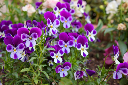 Purple viola flowers in springの写真素材