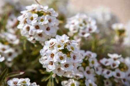 Lots of small white flowers of sweet alyssumの写真素材