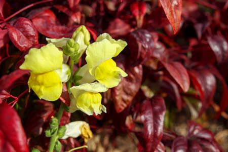 Pretty yellow
 flowers "Antirrhinum majus".の写真素材