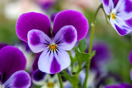 Purple viola flowers in springの写真素材