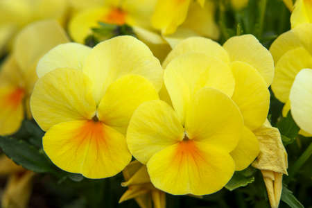 Yellow viola flowers blooming in springの写真素材