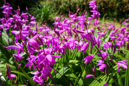 Small dark pink flowers Bletilla striataの写真素材
