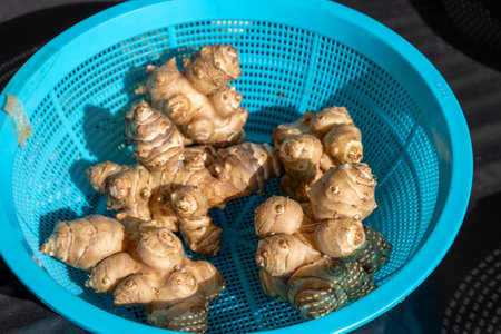 Fresh ginger roots in a blue colanderの写真素材