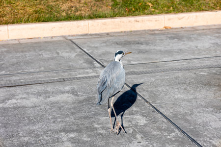 Gray heron walking on the concrete floor in the city park.の写真素材