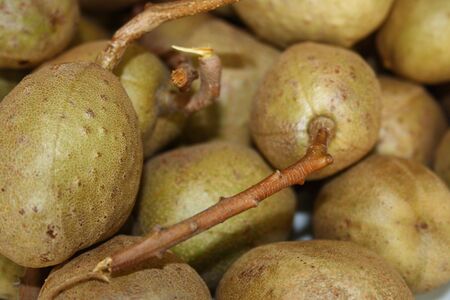 Conkersの写真素材