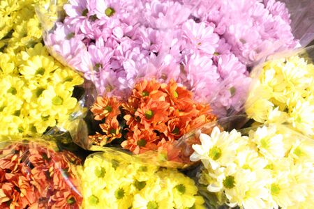Colorful Flowersの写真素材