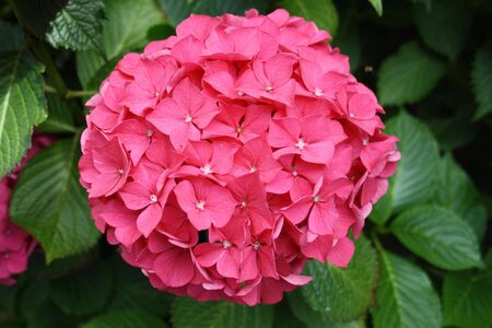 Hydrangea の写真素材