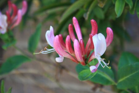 Honeysuckleの写真素材