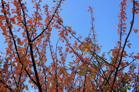 Autumn Leavesの写真素材