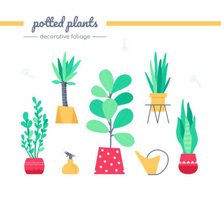 Decorative foliage collection - set of vector isolated elements in flat design style on white background. Indoors potted plants in different pots. Beautiful houseplants, Zamioculcas, yucca, ficusのイラスト素材