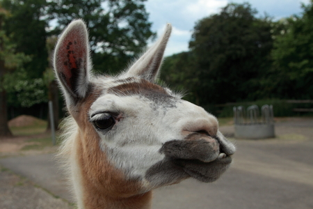 smiling lamaの写真素材