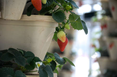 Strawberryの写真素材