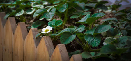 Strawberry flowerの写真素材