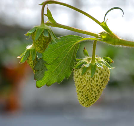 Strawberryの写真素材