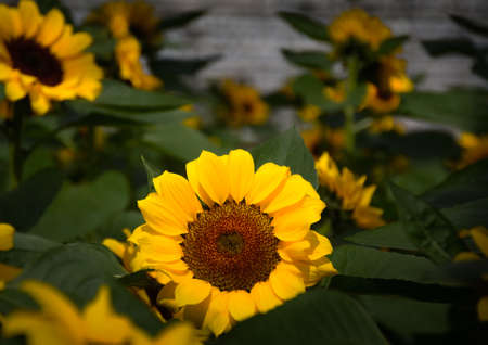Sunflowerの写真素材