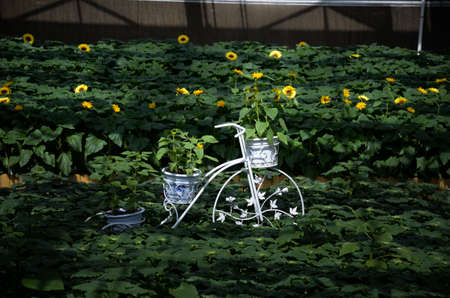 Sunflower floatsの写真素材