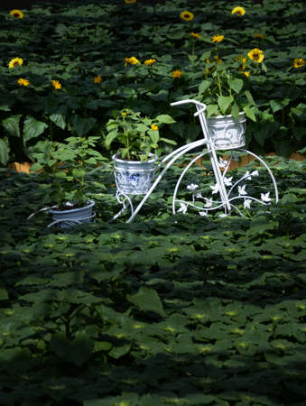 Sunflower floatsの写真素材