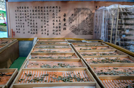 Silkworm storyのeditorial素材