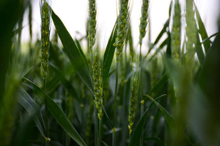 Wheatの写真素材