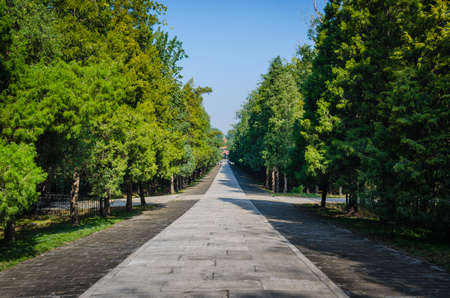 Trees on the both side of roadの写真素材