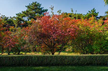 Trees in the parkの写真素材