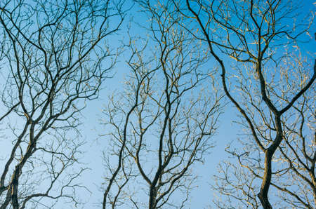 Closeup of bare treesの写真素材