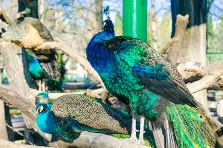 Closeup of peacockの写真素材