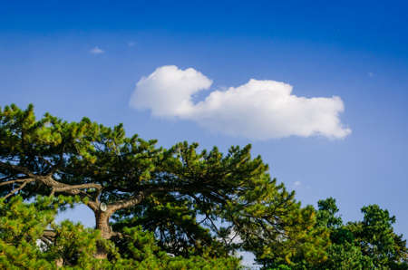 Huge trees under the blue skyの写真素材