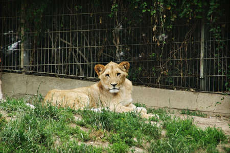 Lioness lying down in grass at a zoo.の写真素材
