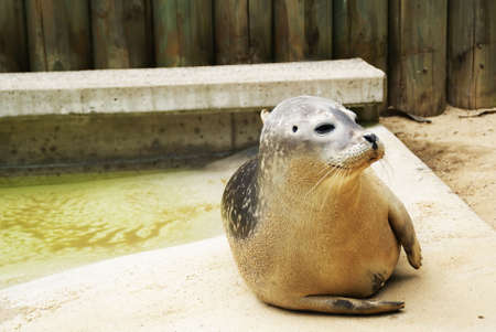 Sea lionの写真素材