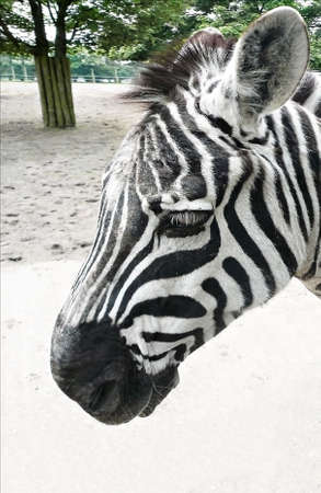 Zebraの写真素材
