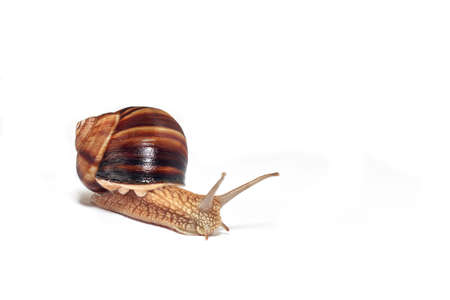 Large Crimean (forest) snail (Helix lucorum)の写真素材