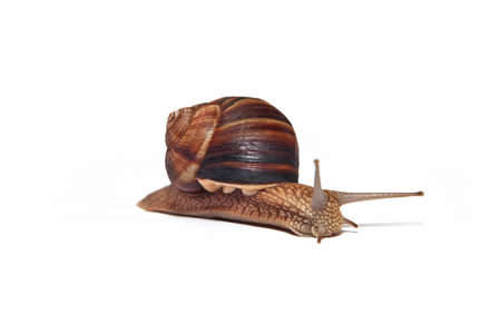 Large Crimean (forest) snail (Helix lucorum) on a road to successの写真素材