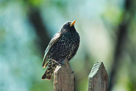 Black bird sitting on a fence on spring-green backgroundの写真素材