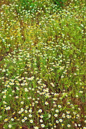 Camomile flowers on green meadowの写真素材