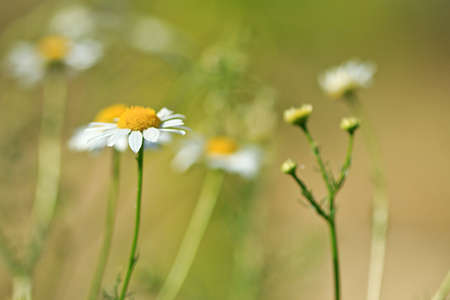 Romantic background of flowering chamomiles on the summer meadowの写真素材