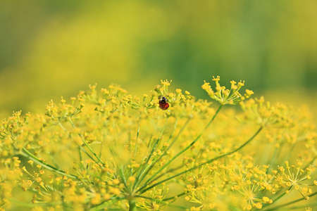 Little red ladybug on a flowering fennel Fennel.の写真素材