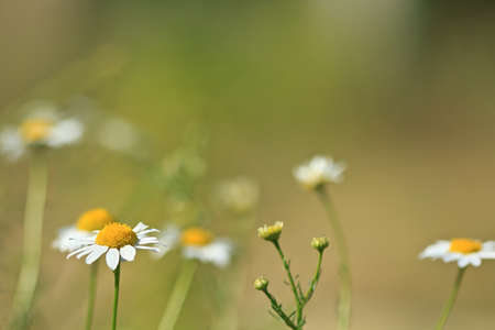 Romantic background of flowers chamomiles on the summer meadowの写真素材