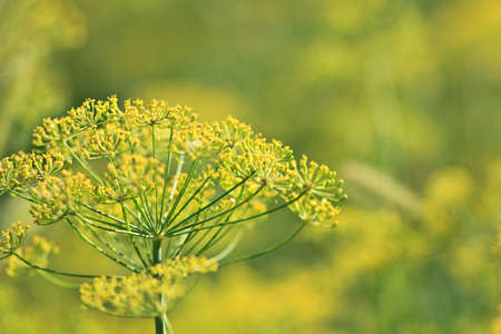 Summer background of flowering dill (Fennel) on a summer green field